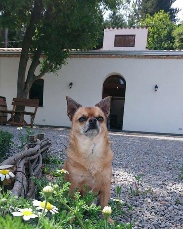 B&B I Frassini Castelbuono  Zewnętrze zdjęcie